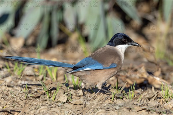 Blue magpie