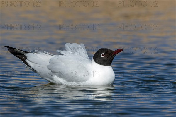 Andean gull
