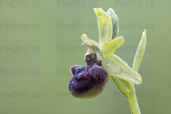 Spider orchid