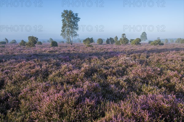 Heathland, flowering common heather (Calluna vulgaris) and birch (Betula), blue sky, Lueneburg Heath, Lower Saxony, Germany, Europe