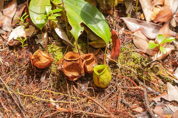 Pitcher Plant Nepenthes in Bako national park. Vacation, travel, tropics concept, no people, Malaysia, Borneo, Kuching, Asia