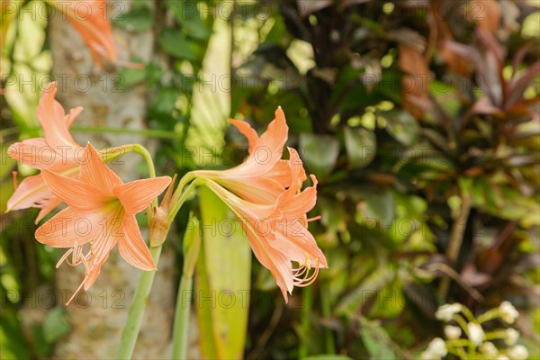 Amaryllis pink flowers. Background, sunny day at tropical park, gardening