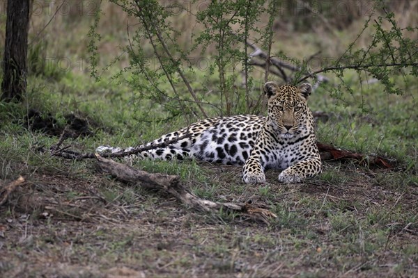 Leopard (Panthera pardus), adult, observed, alert, lying, on ground, Sabi Sand Game Reserve, Kruger NP, Kruger National Park, South Africa, Africa