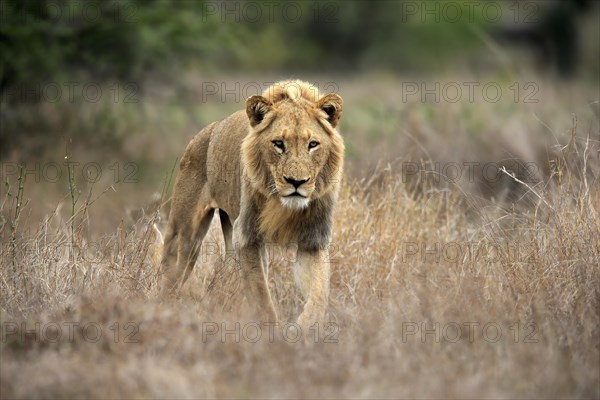 Lion (Panthera leo), adult, male, stalking, vigilant, Sabi Sand Game Reserve, Kruger National Park, Kruger National Park, South Africa, Africa