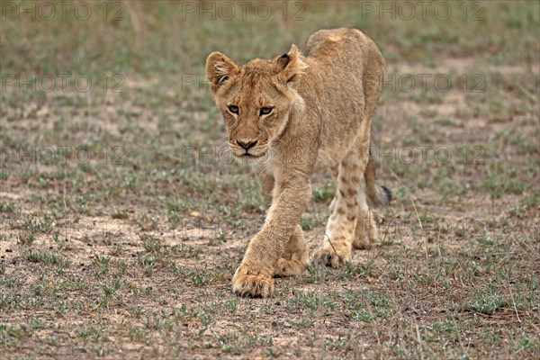 Lion (Panthera leo), young, stalking, alert, Sabi Sand Game Reserve, Kruger National Park, Kruger National Park, South Africa, Africa