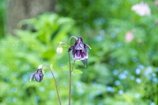 Beautiful columbine or aquilegia purple flowers in the garden, selective focus