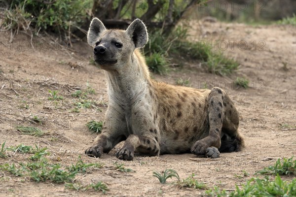 Spotted hyena (Crocuta crocuta), adult, sitting, observed, alert, Sabi Sand Game Reserve, Kruger National Park, Kruger National Park, South Africa, Africa