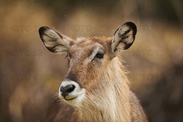 Waterbuck (Kobus defassa), portrait, captive, distribution Africa