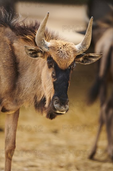 Blue wildebeest (Connochaetes taurinus) in the dessert, captive, distribution Africa