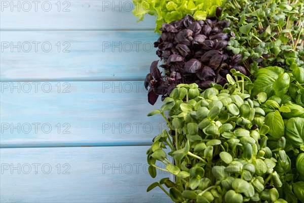 Set of boxes with microgreen sprouts of purple and green basil, sunflower, radish, sorrel, pea, lettuce on blue wooden background. Side view, copy space
