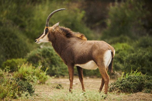 Sable antelope (Hippotragus niger) in the dessert, captive, distribution Africa