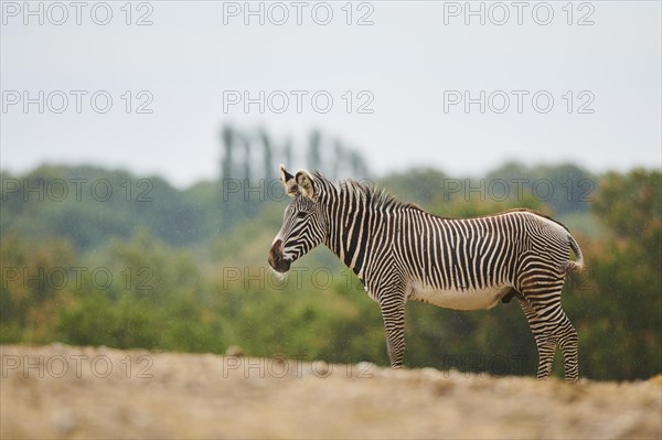 Plains zebra (Equus quagga) standing in the dessert, captive, distribution Africa