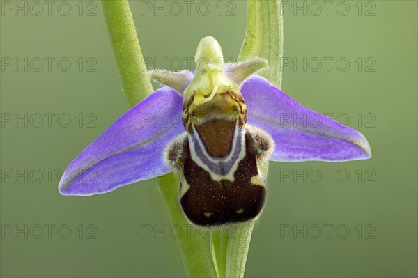 Bee orchid