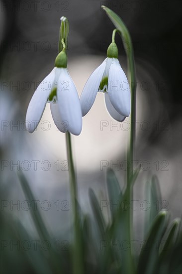 Snowdrop (Galanthus nivalis), Emsland, Lower Saxony, Germany, Europe