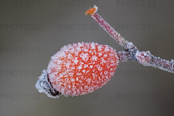 A rose hip is covered with hoarfrost crystals