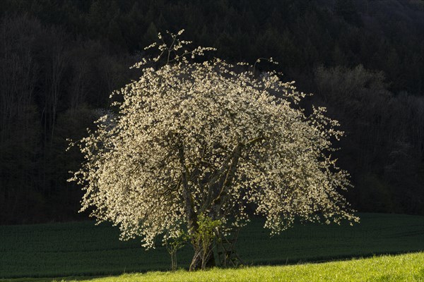 Landscape with a single white blossoming fruit tree in a meadow in spring. The evening sun is shining on the tree, the forest in the background is dark. Between Neckargemuend and Wiesenbach, Rhine-Neckar district, Kleiner Odenwald, Baden-Wuerttemberg, Germany, Europe