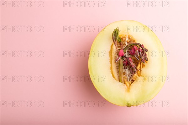 Sliced ripe yellow melon and dicentra flowers on pink pastel background. Top view, flat lay, copy space. harvest, women health, vegan food, concept, minimalism