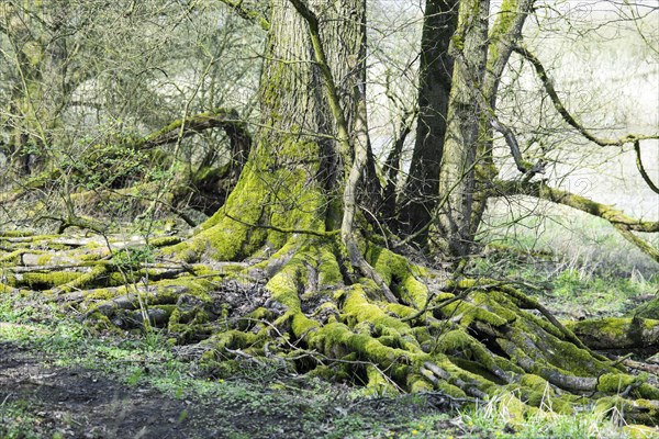 Underwashed rootstocks of trees, board roots of a european white elm (Ulmus laevis), bright green moss in the forest next to a hiking trail, path, flushing fringe in the hardwood riparian forest on the Elbe near Hitzacker, Elbe Valley Biosphere Reserve, Lower Saxony, Germany, Europe