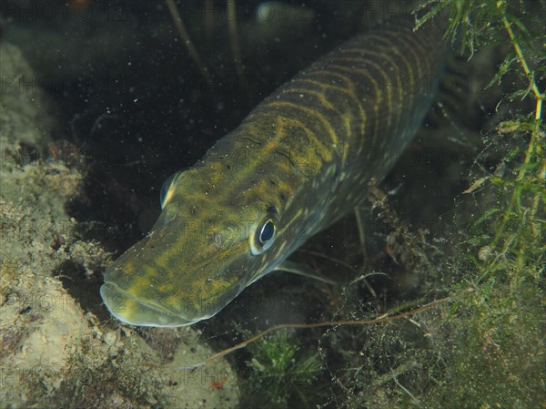 Close-up of pike (Esox lucius) at night, dive site Zollbruecke, Rheinau, Canton Zurich, Rhine, High Rhine, Switzerland, Germany, Europe