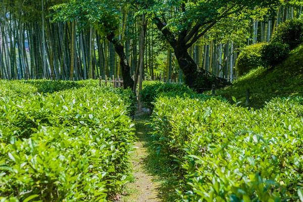 Green tea garden on sunny afternoon with blurred foreground in Hiroshima, Japan, Asia