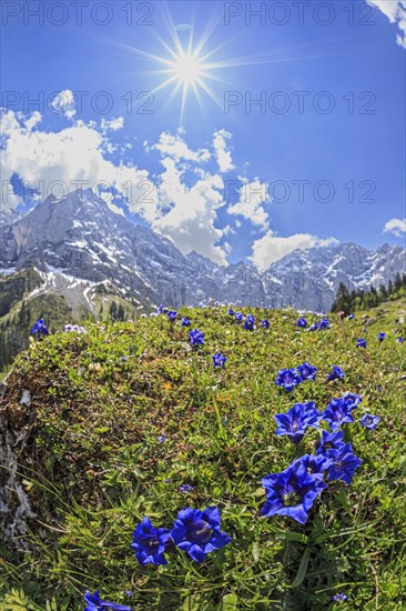 Blue gentian (Gentiana alpina) with sun star in front of mountains, spring, Karwendel Mountains, Tyrol, Austria, Europe