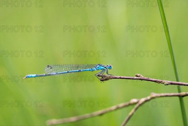 Azure damselfly (Coenagrion puella), mature male sitting on a dry branch, blurred green background, macro photo, close-up, Pietzmoor, Lueneburg Heath Nature Reserve, Schneverdingen, Lower Saxony, Germany, Europe