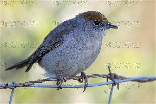 Blackcap