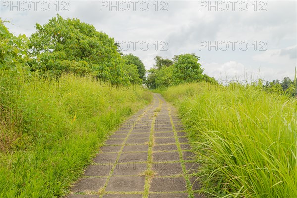 Campuhan ridge walk, Bali, Indonesia, track on the hill with grass, large trees, jungle and rice fields. Travel, tropical, Ubud, Asia