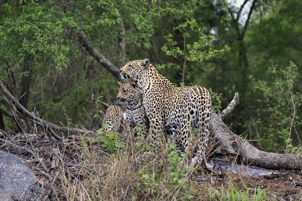 Leopard (Panthera pardus), adult with young, observed, social behaviour, Sabi Sand Game Reserve, Kruger NP, Kruger National Park, South Africa, Africa