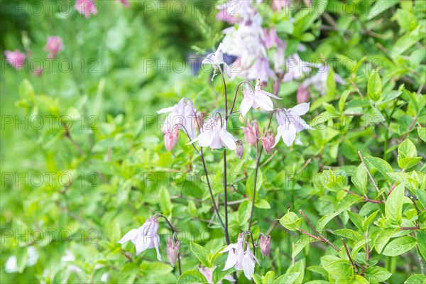 Beautiful columbine or aquilegia pink flowers in the garden, selective focus