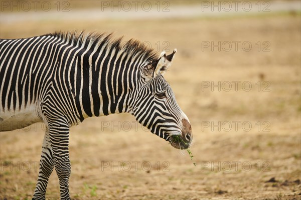 Plains zebra (Equus quagga) portrait, in the dessert, captive, distribution Africa