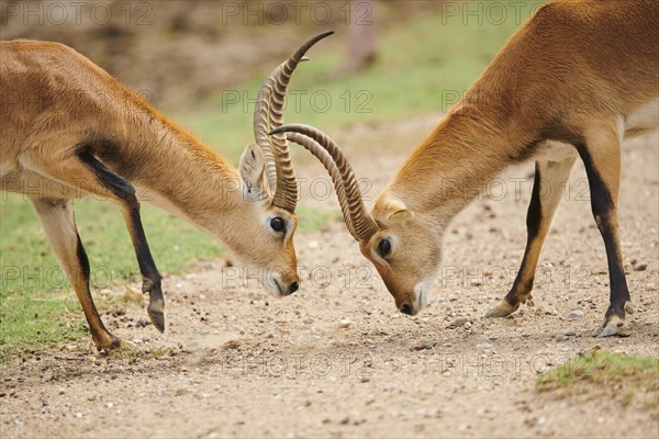 Southern lechwe (Kobus leche) in the dessert, captive, distribution Africa