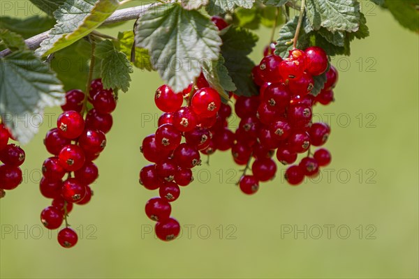 Redcurrants (Ribes rubrum), redcurrant bush, Palatinate, Rhineland-Palatinate, Germany, Europe