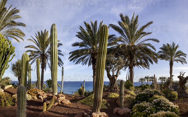 Cactus garden, Fuerteventura, Canary Island, Canary Islands, Spain, Europe