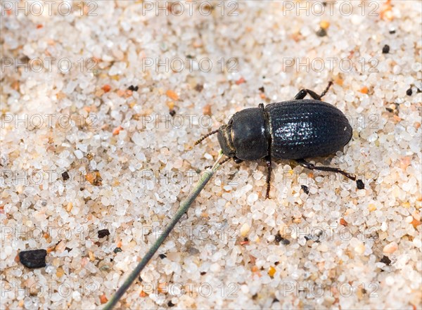 Dune black beetle (Phylan gibbus) on sandy ground with visible grain details, macro photo, close-up, nature reserve Dünenheide, island Hiddensee, Mecklenburg-Western Pomerania, Germany, Europe