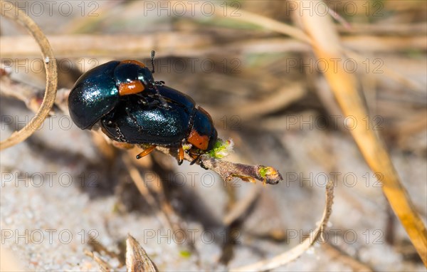 Leaf beetle species (Chrysomela collaris) on a branch of creeping willow (Salix repens), mating, macro photo, close-up, Dünenheide nature reserve, Hiddensee Island, Mecklenburg-Western Pomerania, Germany, Europe