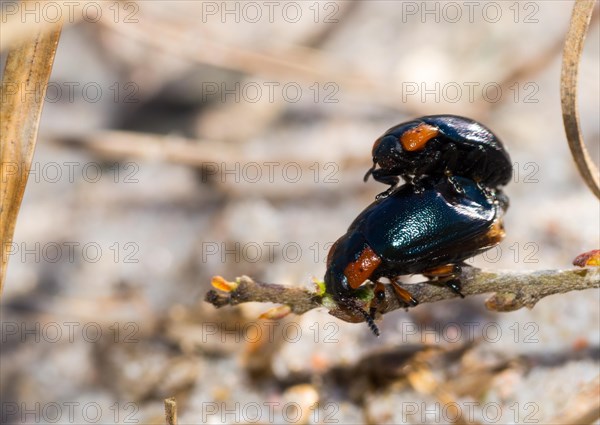 Leaf beetle species (Chrysomela collaris) on a branch of creeping willow (Salix repens), mating, macro photo, close-up, Dünenheide nature reserve, Hiddensee Island, Mecklenburg-Western Pomerania, Germany, Europe