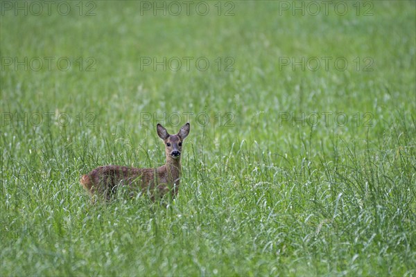 European roe deer (Capreolus capreolus), young animal in a meadow, Gahlen, Ruhr area, North Rhine-Westphalia, Germany, Europe
