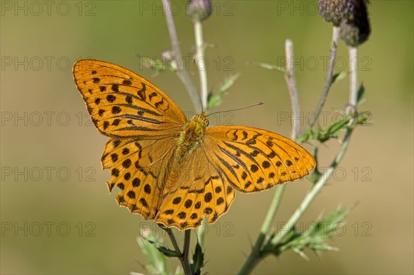 Silver-washed fritillary (Argynnis paphia), Gahlen, North Rhine-Westphalia, Germany, Europe