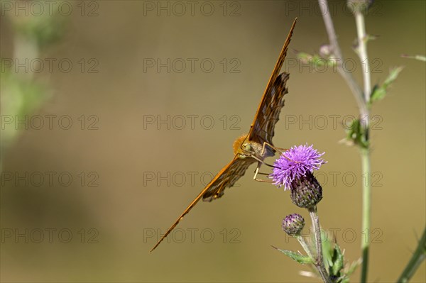 Silver-washed fritillary (Argynnis paphia), foraging on a thistle, Gahlen, North Rhine-Westphalia, Germany, Europe