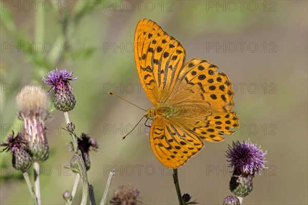 Silver-washed fritillary (Argynnis paphia), Gahlen, North Rhine-Westphalia, Germany, Europe