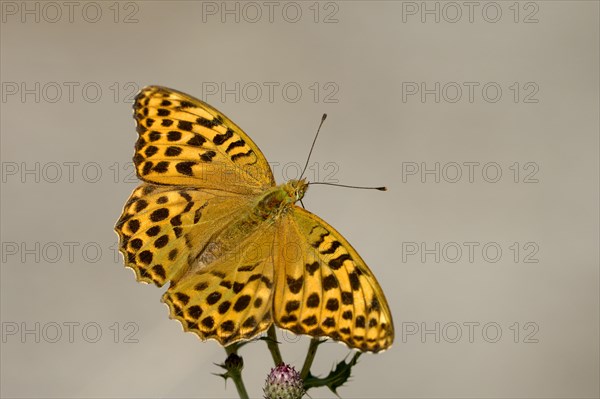 Silver-washed fritillary (Argynnis paphia), Gahlen, North Rhine-Westphalia, Germany, Europe