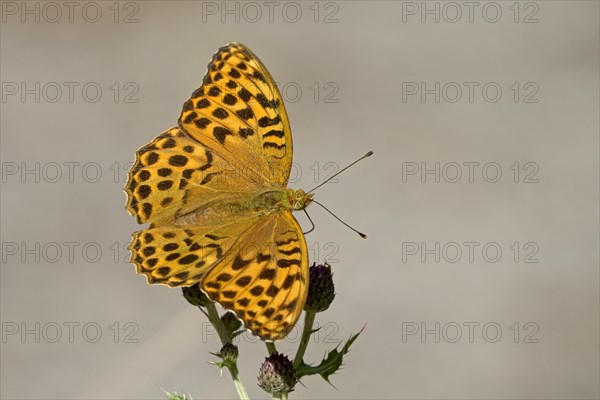 Silver-washed fritillary (Argynnis paphia), Gahlen, North Rhine-Westphalia, Germany, Europe