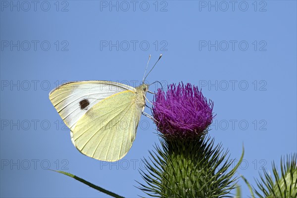 Large cabbage white butterfly (Pieris brassica), foraging, on a thistle, against blue sky, Gahlen, North Rhine-Westphalia, Germany, Europe