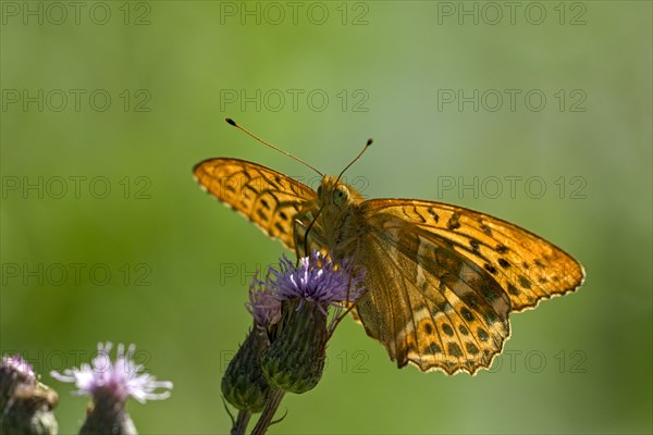 Silver-washed fritillary (Argynnis paphia), foraging, backlit, Gahlen, North Rhine-Westphalia, Germany, Europe