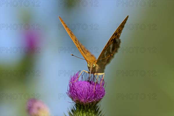 Silver-washed fritillary (Argynnis paphia), foraging on a thistle, Gahlen, North Rhine-Westphalia, Germany, Europe