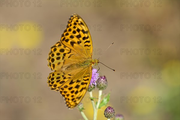 Silver-washed fritillary (Argynnis paphia), foraging on a thistle, Gahlen, North Rhine-Westphalia, Germany, Europe