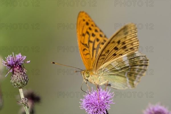 Silver-washed fritillary (Argynnis paphia), foraging on a thistle, Gahlen, North Rhine-Westphalia, Germany, Europe