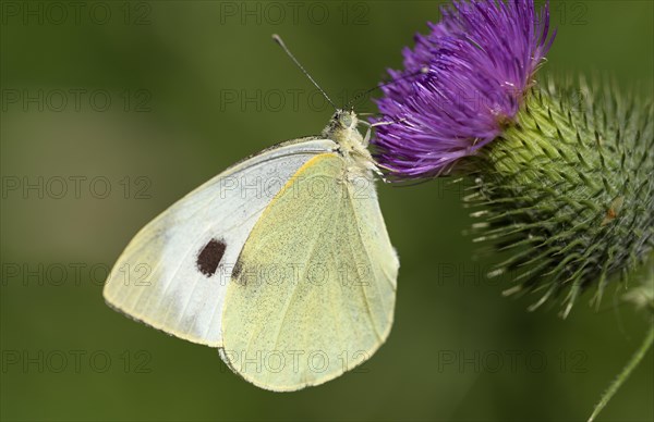 Large cabbage white butterfly (Pieris brassica), foraging on a thistle, Gahlen, North Rhine-Westphalia, Germany, Europe