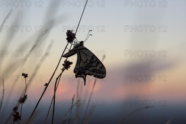 Swallowtail (Papilio machaon), at the roost, at sunrise, against the morning sky, Bottrop, Ruhr area, North Rhine-Westphalia, Germany, Europe